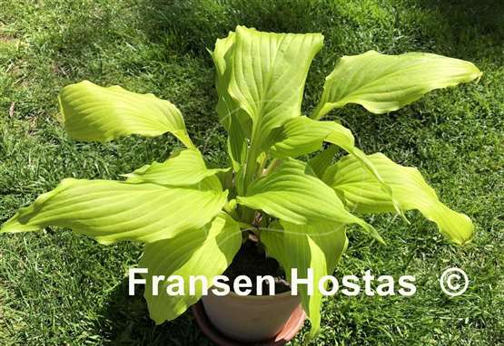 Hosta Golden Fountain